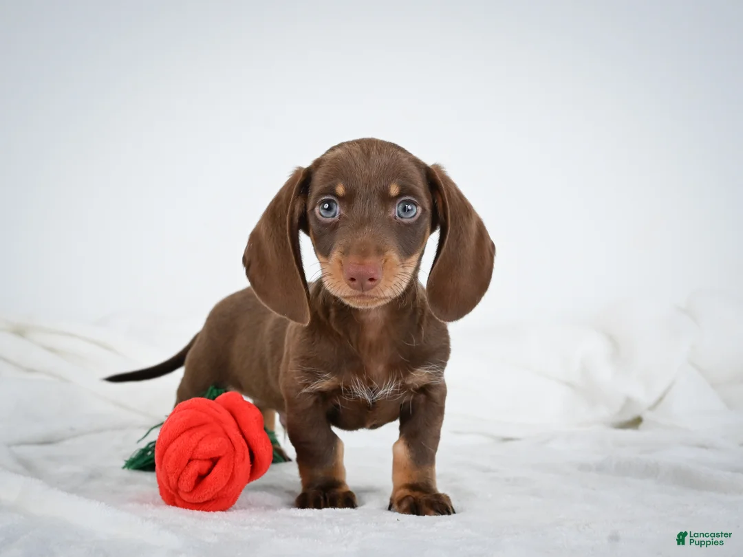 Miniature Dachshund dogs for sale: Asher - Ad 1