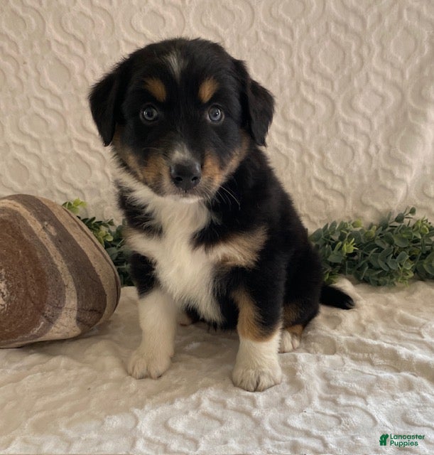 Australian Shepherd dogs Roxy - Ad 1