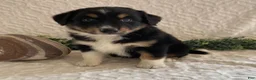 Australian Shepherd dogs for sale: Roxy - Ad 1