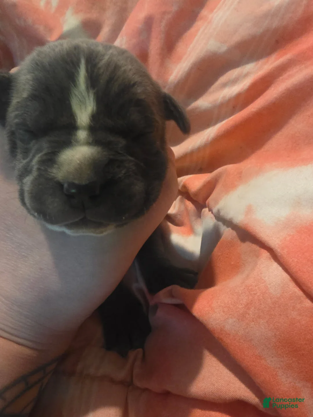 Cane Corso dogs for sale: Gray Brindle Female 3 - Ad 2