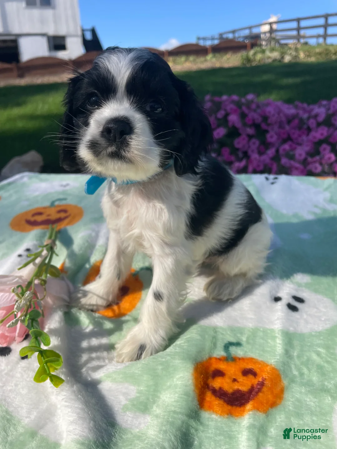 Cocker Spaniel dogs for sale: Reggie - Ad 2