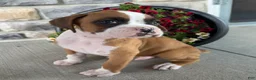 Boxer dogs for sale: Dan - Ad 8