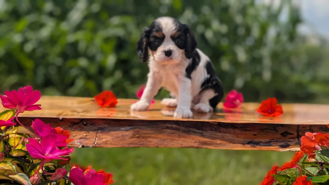 Cavalier King Charles Spaniel dogs for sale: Iris - Ad 2