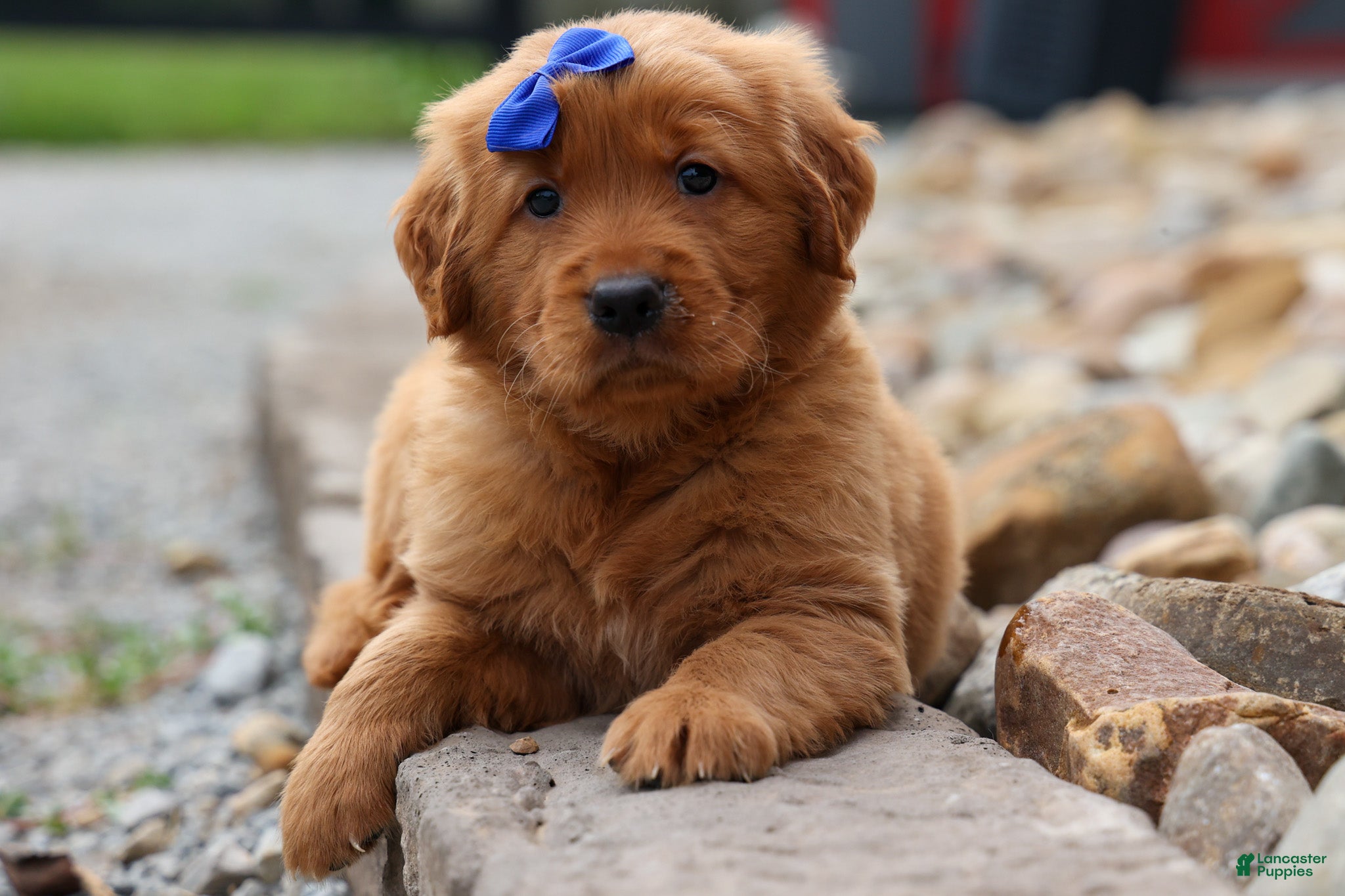 Golden Retriever dogs for sale: Quincy💙 - Ad 3