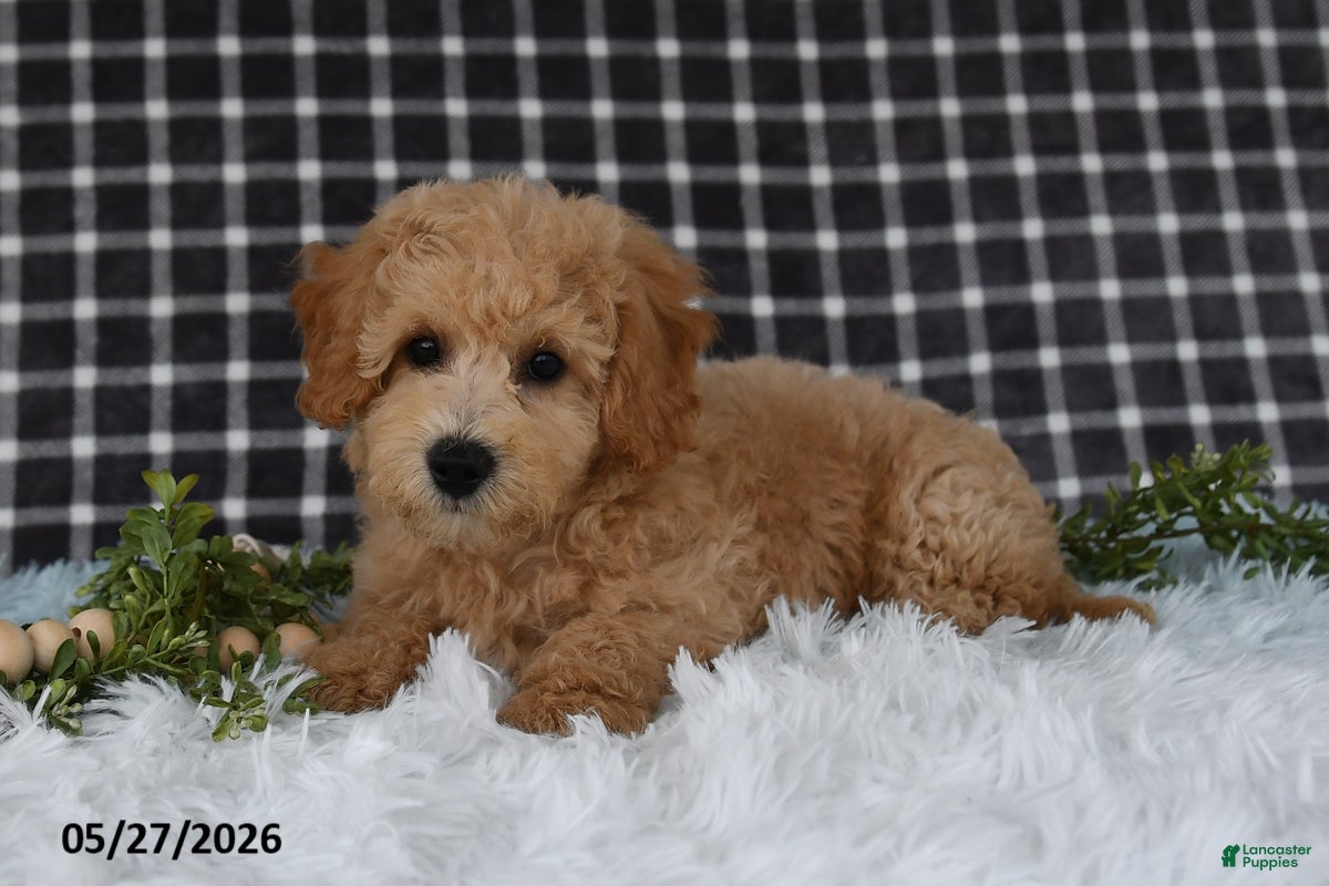 Bichpoo dogs Hero - Ad 2