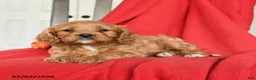 Cavapoo dogs for sale: Candy - Ad 4