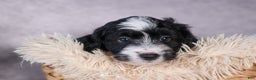 Mini Aussiedoodle dogs for sale: Payday - Ad 4