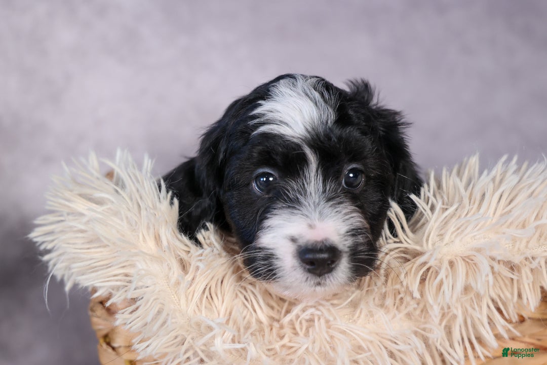 Mini Aussiedoodle dogs for sale: Payday - Ad 4