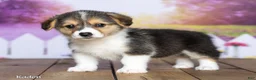 Welsh Corgi Pembroke dogs for sale: Kaden - Ad 3