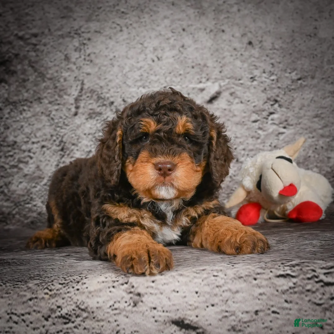Mini Goldendoodle dogs for sale: Myla - Ad 6