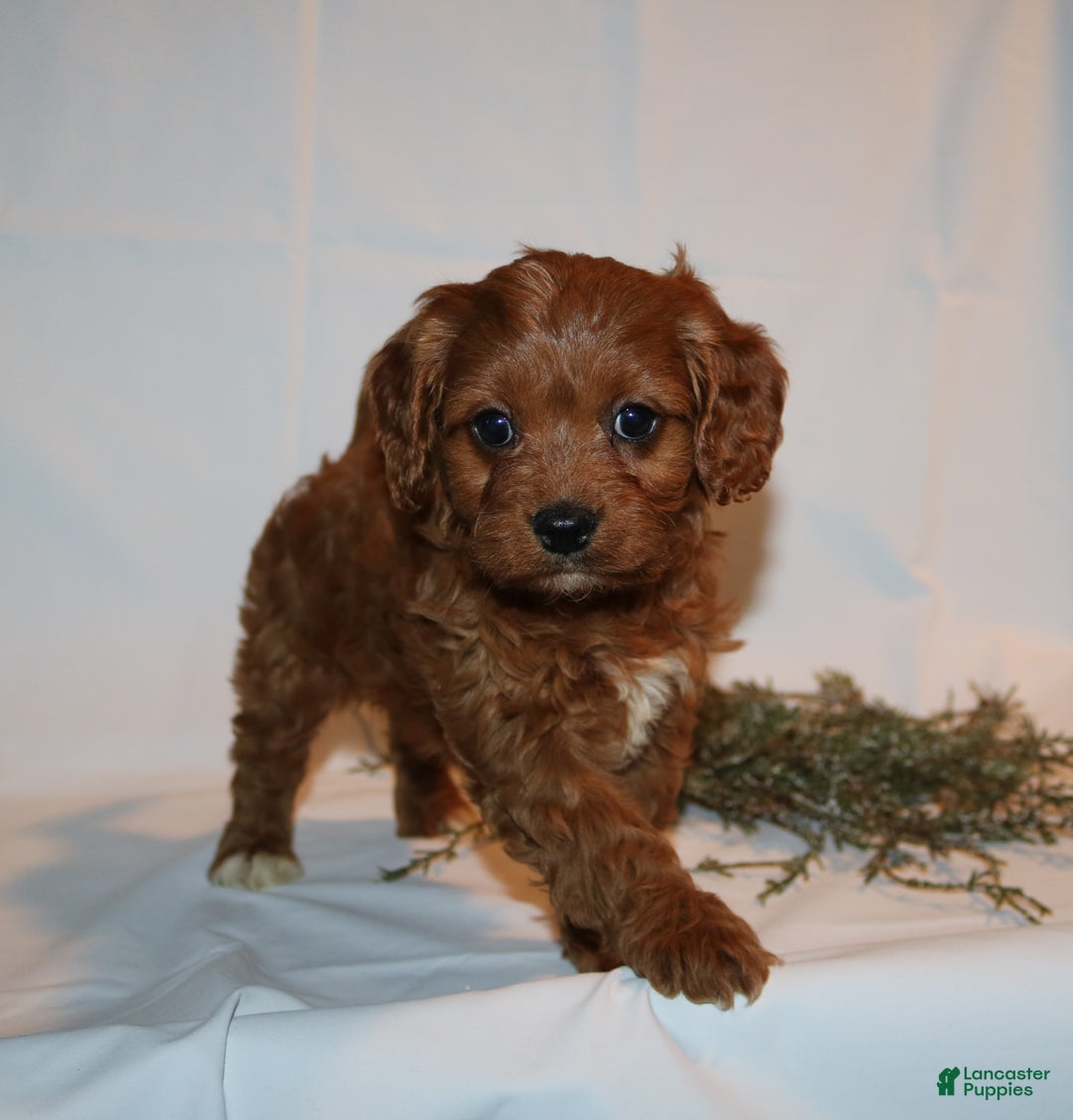 Cavapoo dogs for sale: Sally - Ad 1