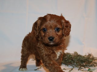 Cavapoo dogs Sally - Ad 33