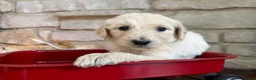 Labradoodle dogs for sale: Sage (Girl) - Ad 3