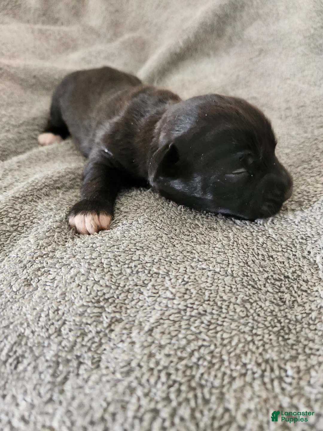 Mixed Breed dogs for sale: White Boots Tuxedo  - Ad 2