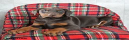 Doberman Pinscher dogs for sale: Fancy - Ad 7