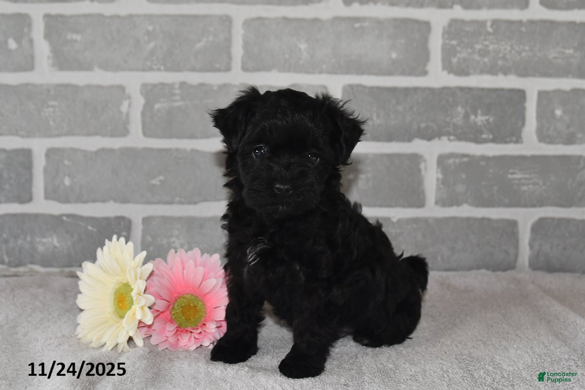 Maltipoo dogs Ash  - Ad 32