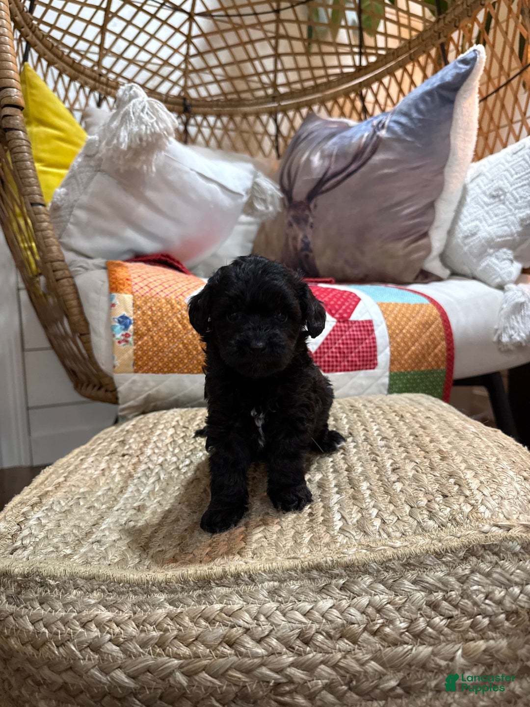Mini Aussiedoodle dogs for sale: Molly - Ad 2