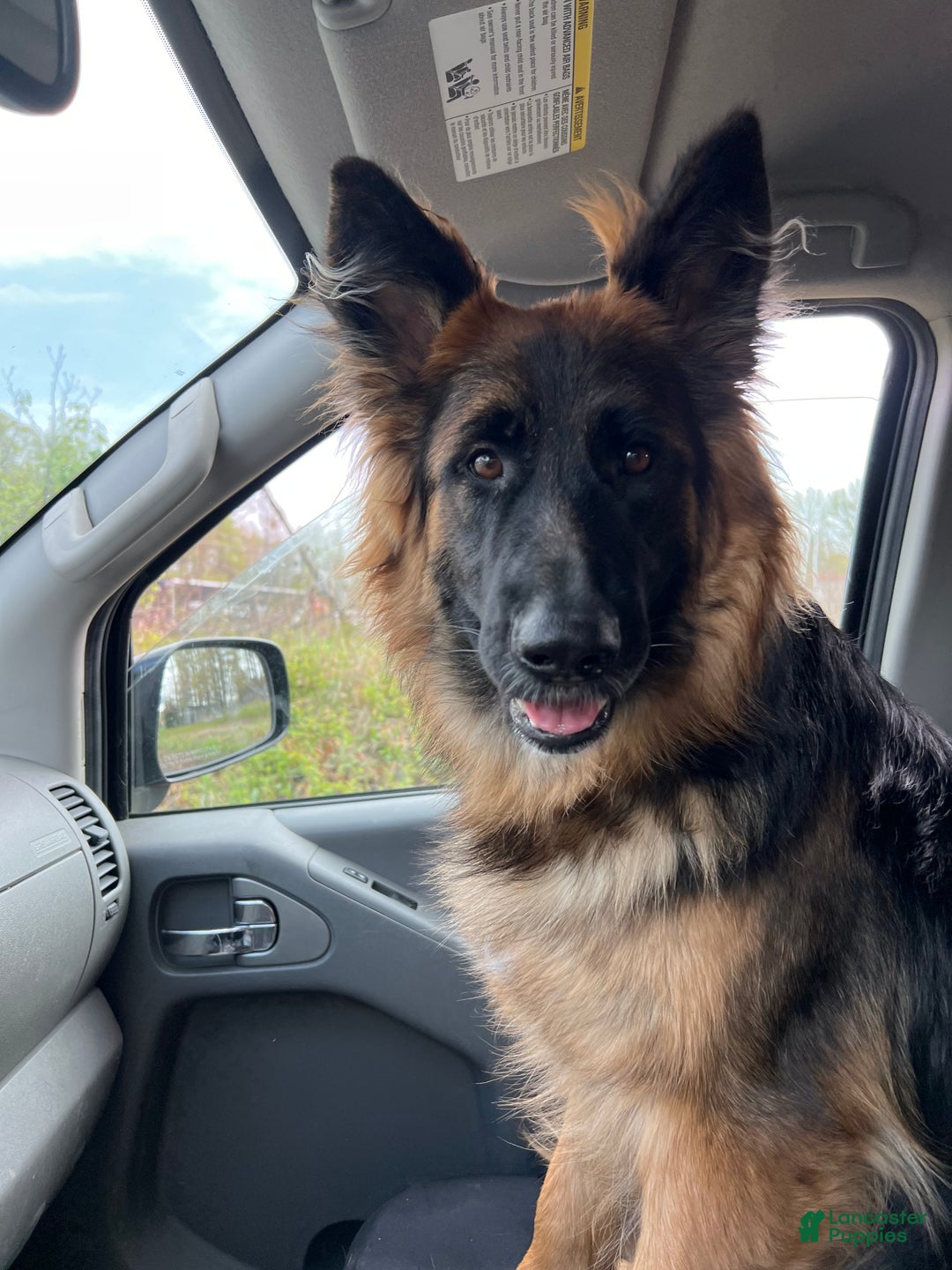 German Shepherd dogs for sale: Liv - Ad 4