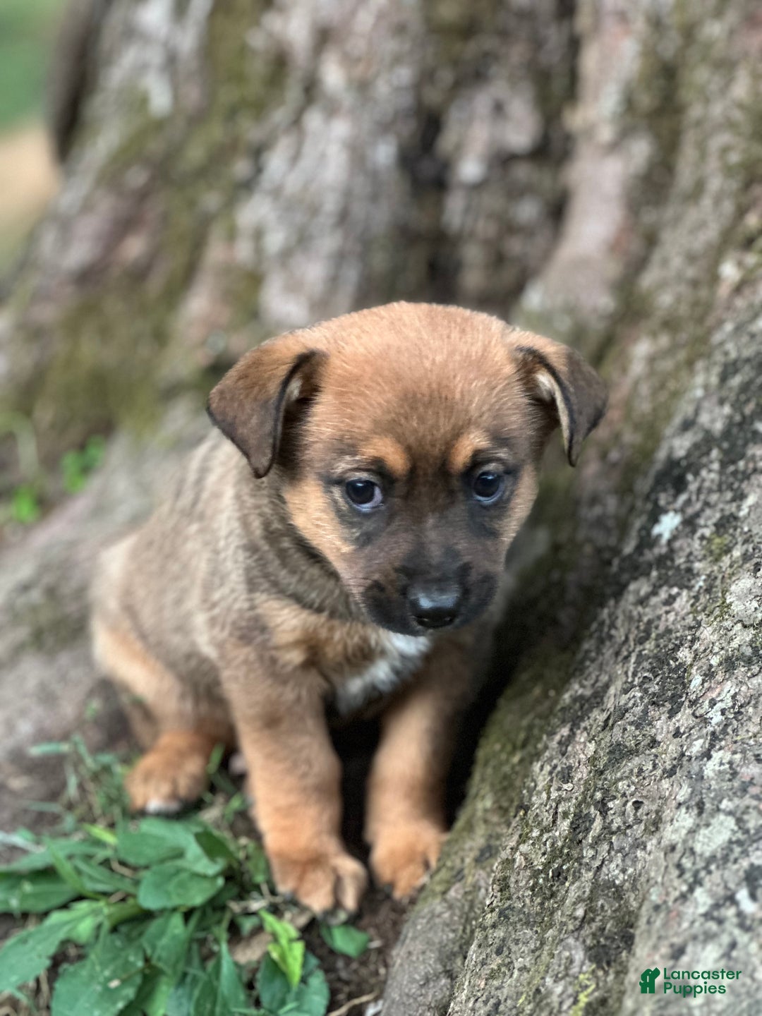 Mixed Breed dogs for sale: Bear - Ad 4