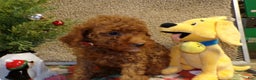 Miniature Poodle dogs for sale: Miniature Poodle Puppy 4 Duke - Ad 2