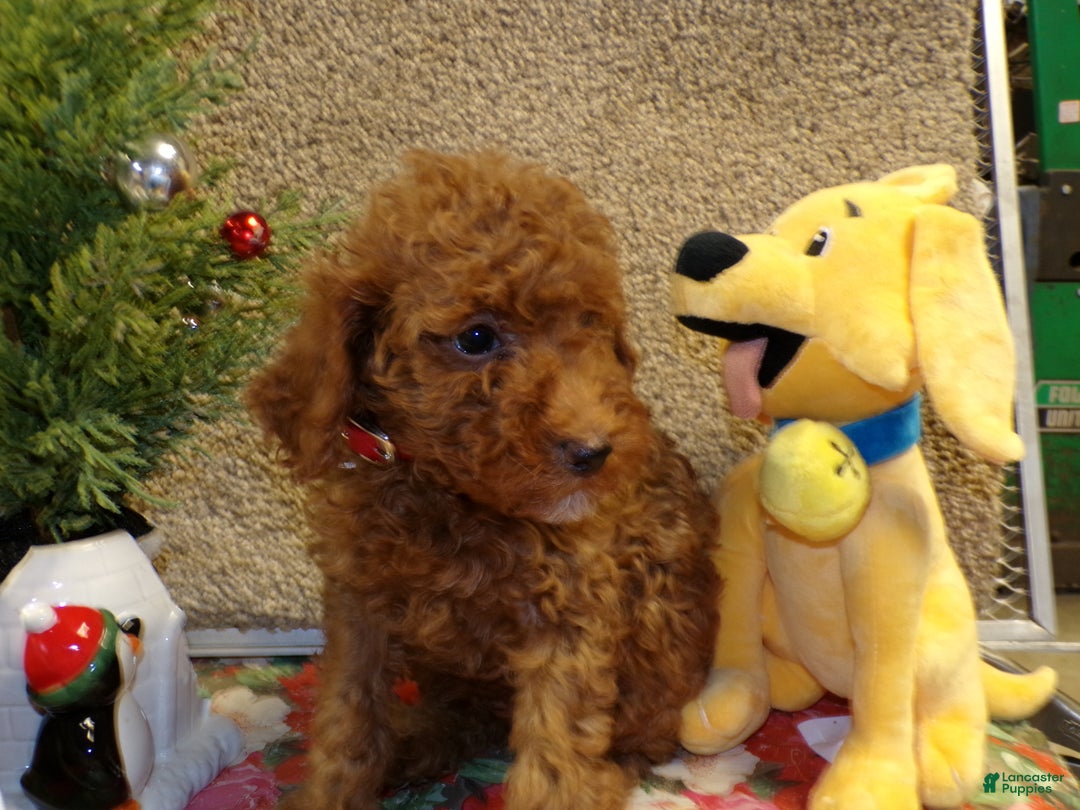 Miniature Poodle dogs for sale: Miniature Poodle Puppy 4 Duke - Ad 2