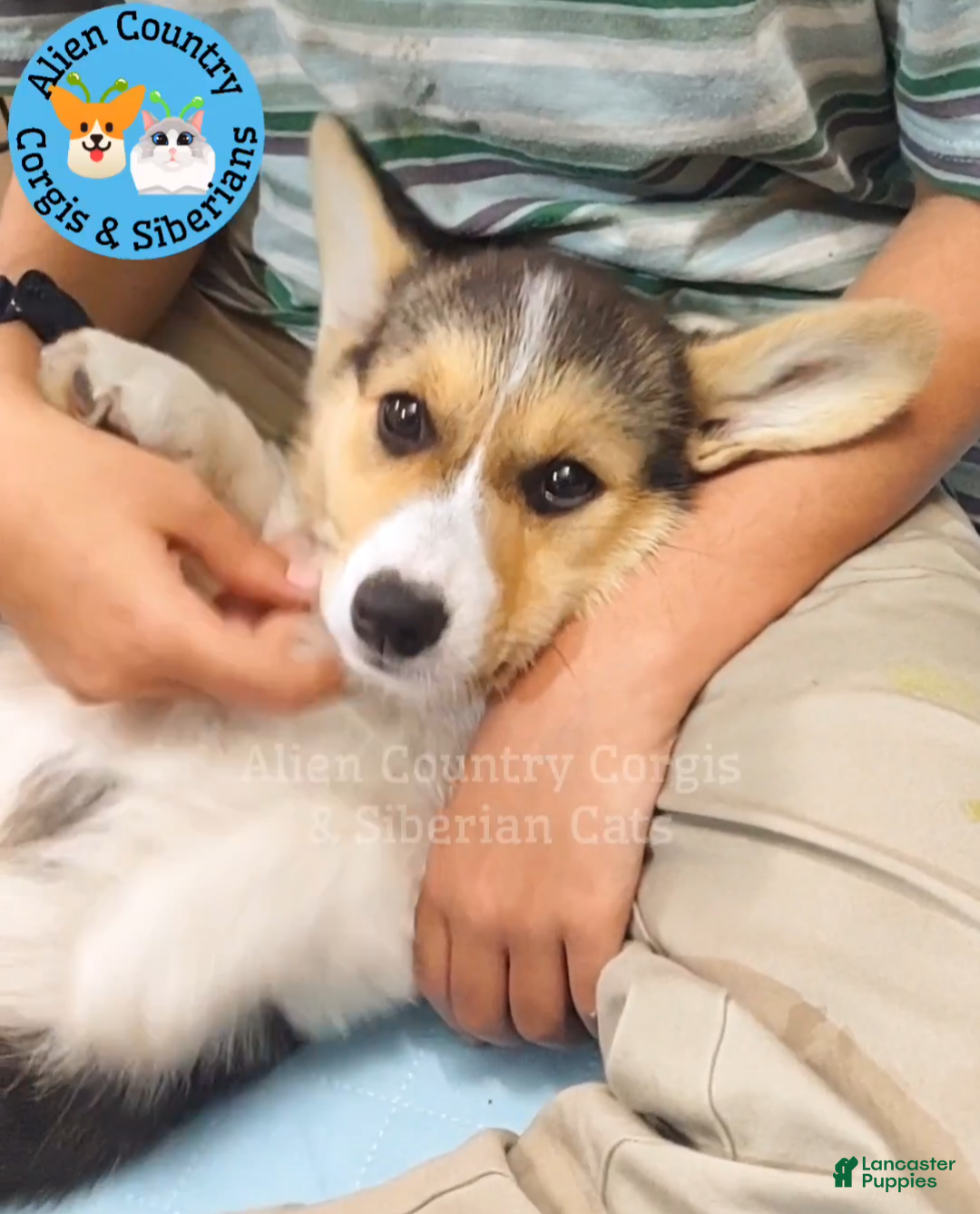 Welsh Corgi Pembroke dogs Welsh Corgi Pembroke Tigress - Ad 5