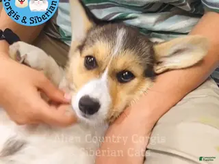 Welsh Corgi Pembroke dogs Welsh Corgi Pembroke Tigress - Ad 5