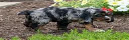 Cocker Spaniel dogs for sale: Brunson 🐶💙 - Ad 9