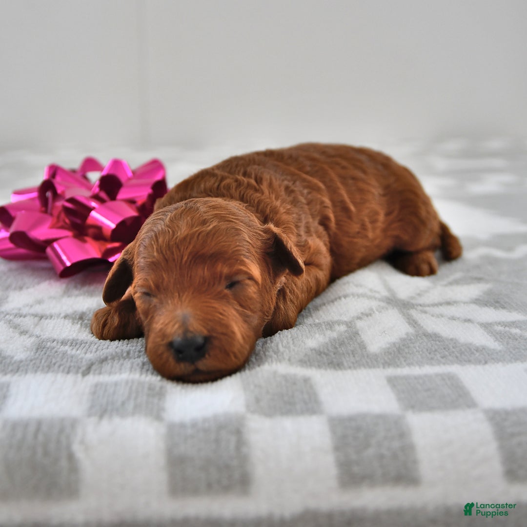 Mini Goldendoodle dogs for sale: Chloe - Ad 2