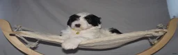 Mixed Breed dogs for sale: Osita/Little Bear - Ad 5