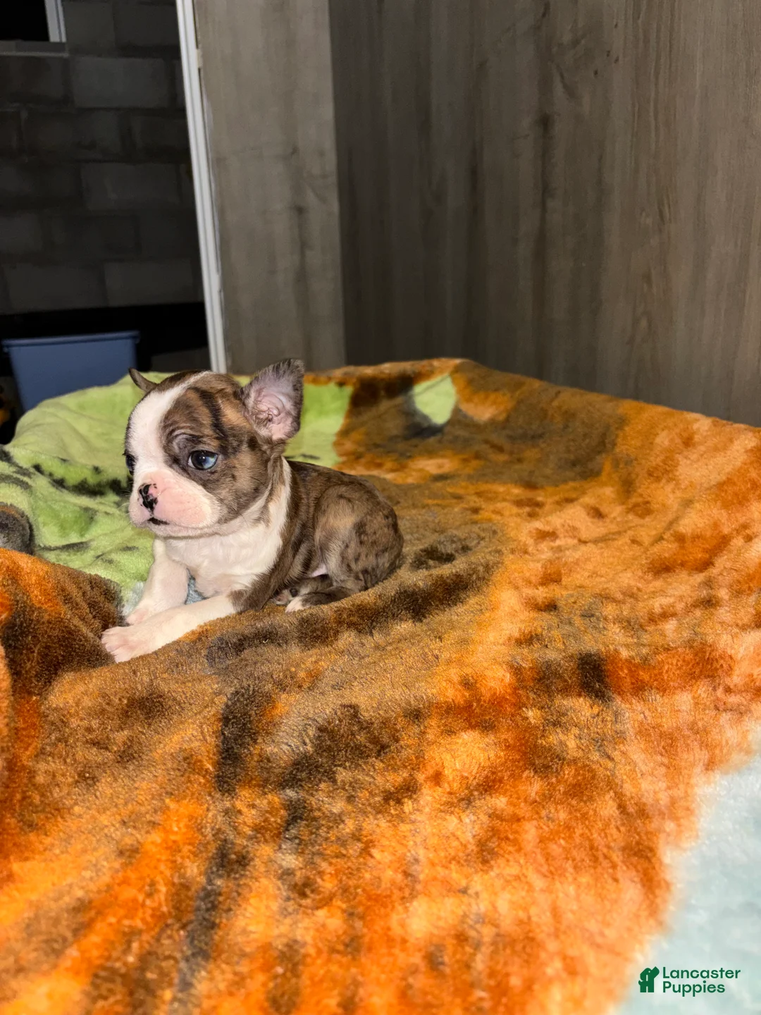 Boston Terrier dogs for sale: Enzo  - Ad 2