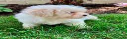 Teddy Bear dogs for sale: Cammi - Ad 11