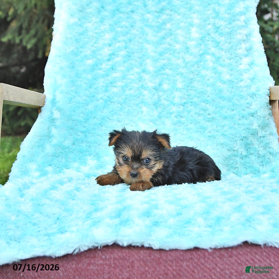 Yorkshire Terrier dogs Brody - Ad 2