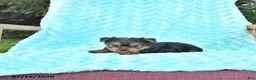 Yorkshire Terrier dogs for sale: Brody - Ad 2