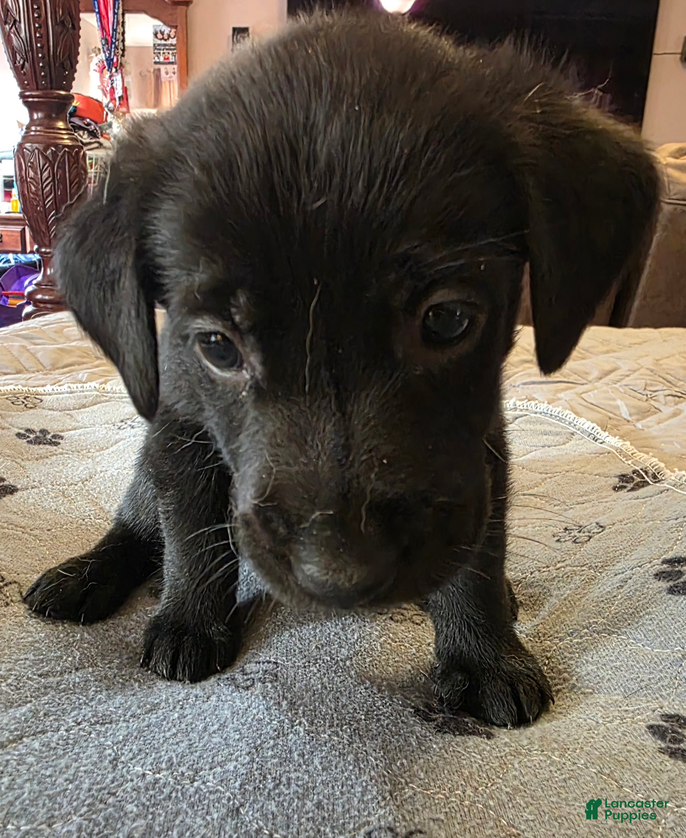 Labrador Retriever dogs L-pink - Ad 1