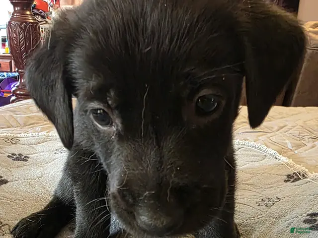 Labrador Retriever dogs for sale: L-pink - Ad 1