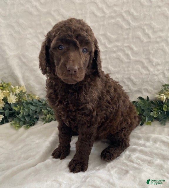 Standard Poodle dogs Kassie- genetic clear - Ad 2