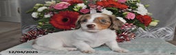 Miniature Dachshund dogs for sale: Chloe - Ad 5
