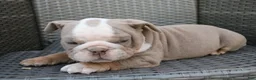 English Bulldog dogs for sale: Brody  - Ad 3