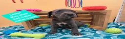 Daniff dogs for sale: Lester - Ad 3