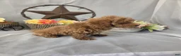 Miniature Poodle dogs for sale: Daisy - Ad 5