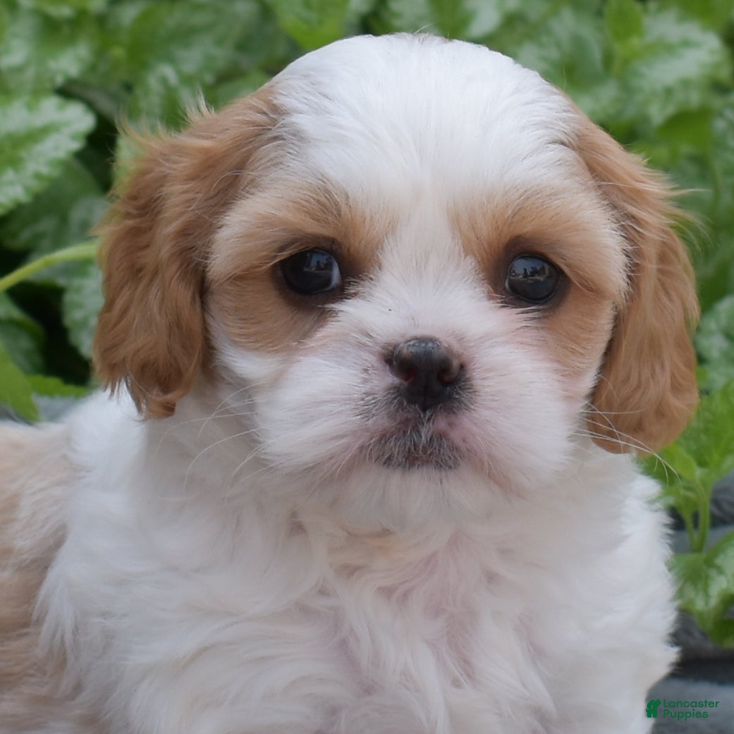 Mixed Breed dogs Blossom - Ad 1