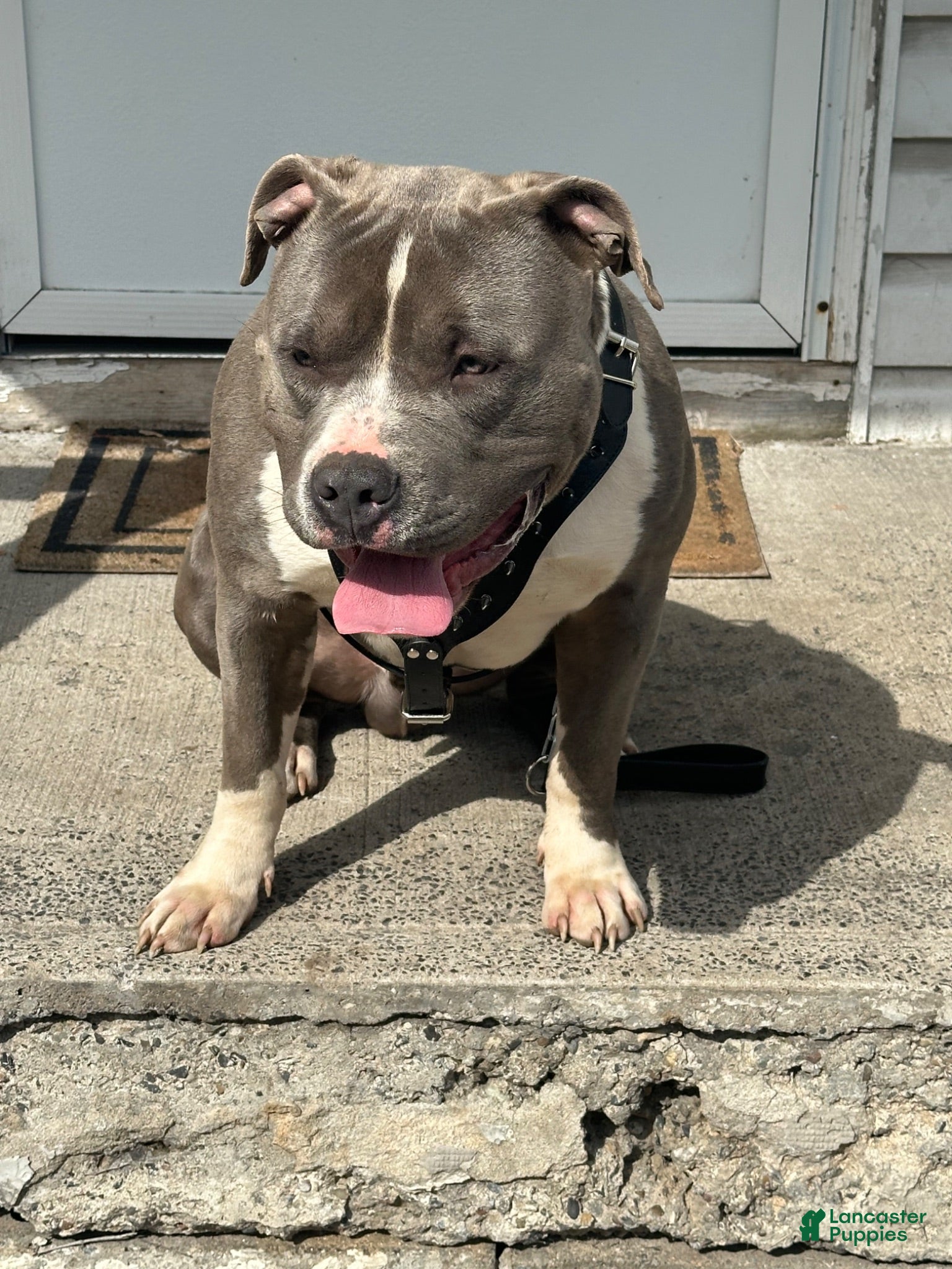 American Bully dogs American Bully 1 - Ad 36