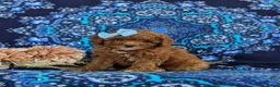 Toy Poodle dogs for sale: Shiloh 9 lbs Full Grown - Ad 2