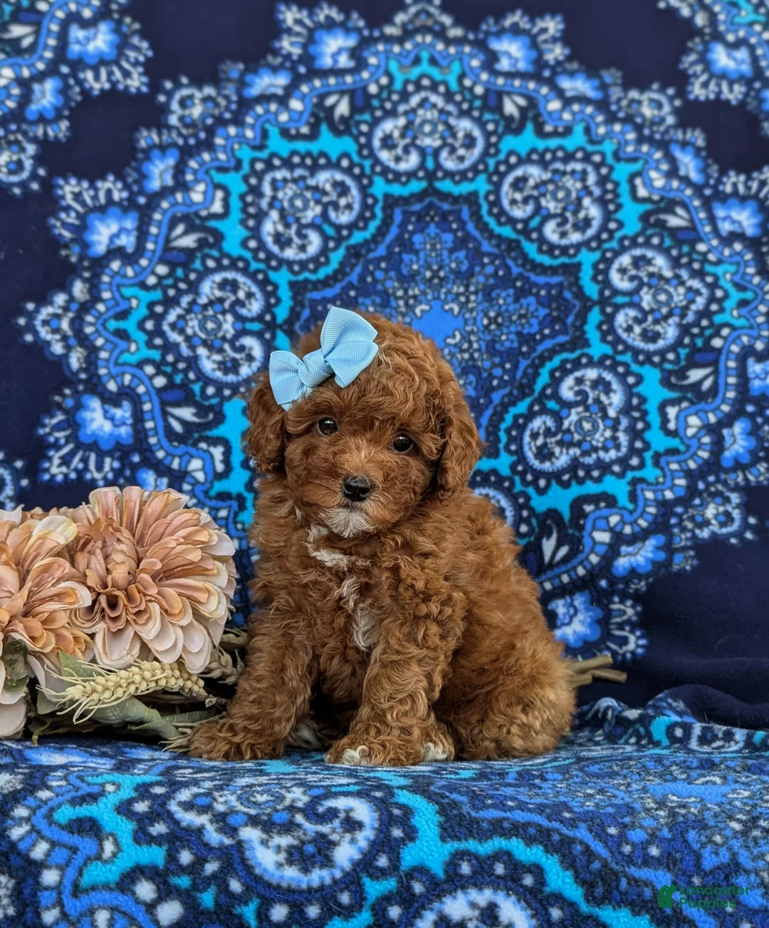Toy Poodle dogs for sale: Shiloh 9 lbs Full Grown - Ad 2