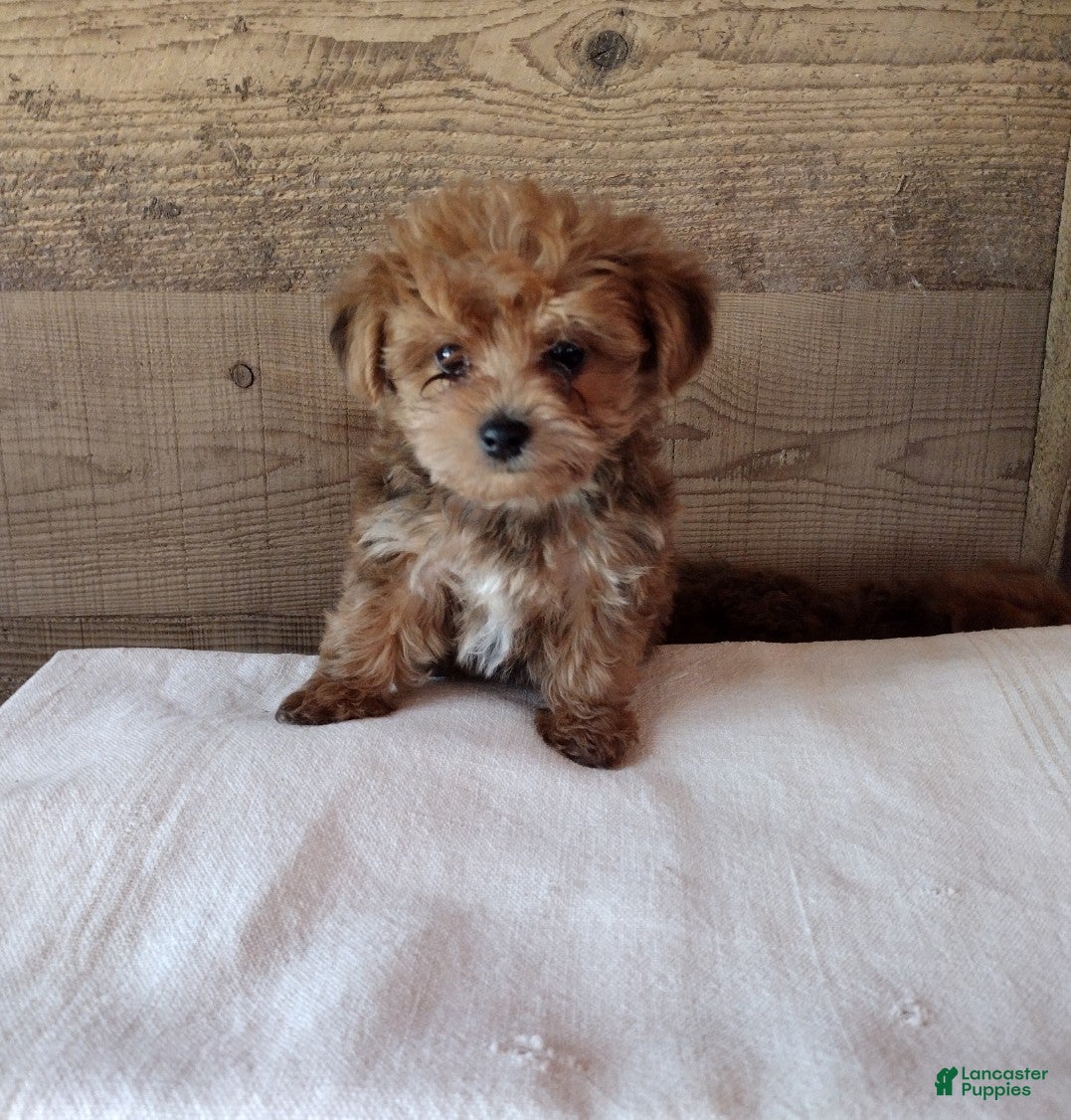 Yorkiepoo dogs Lolly - Ad 1