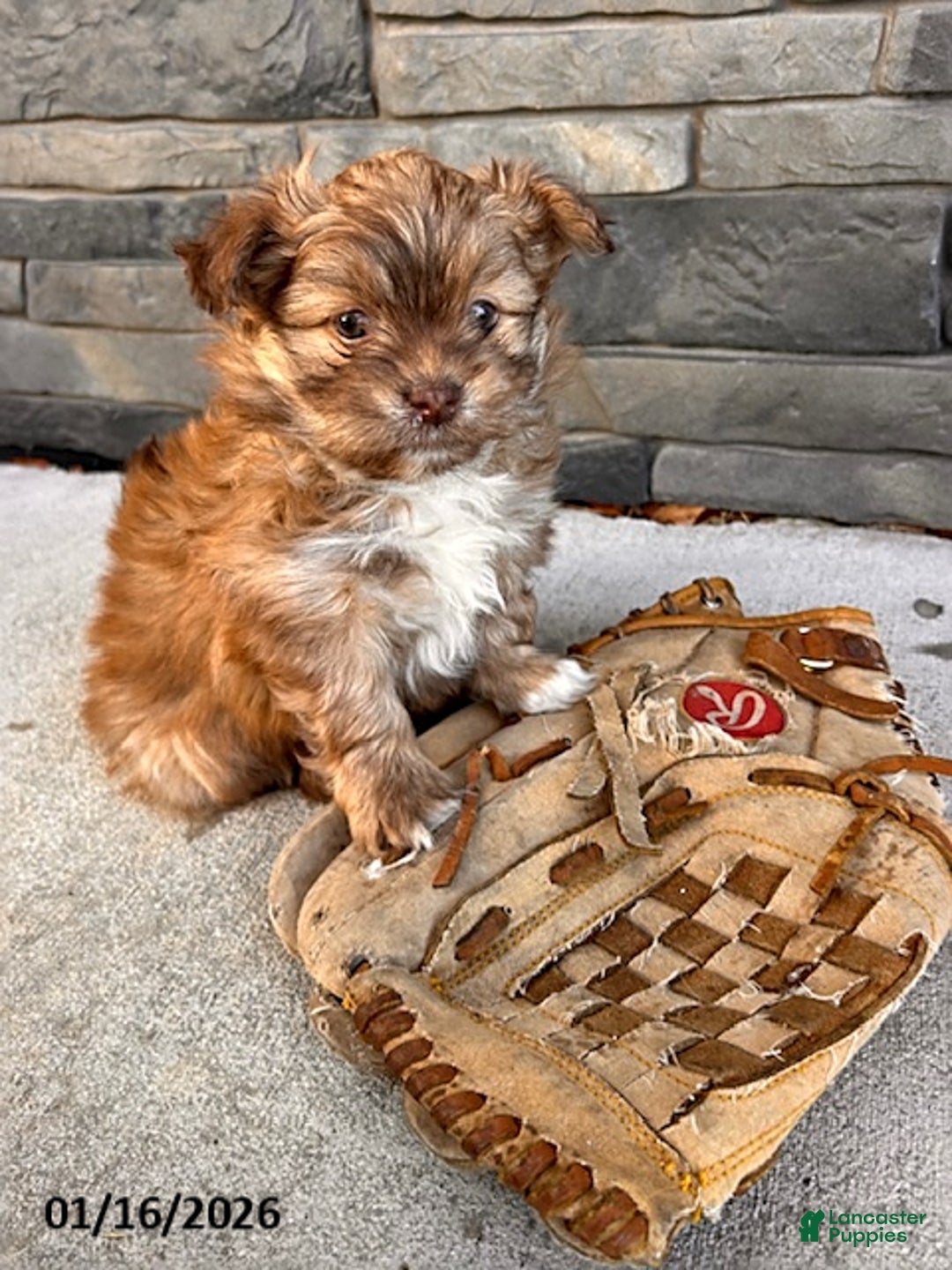 Mixed Breed dogs for sale: Tessa - Ad 3