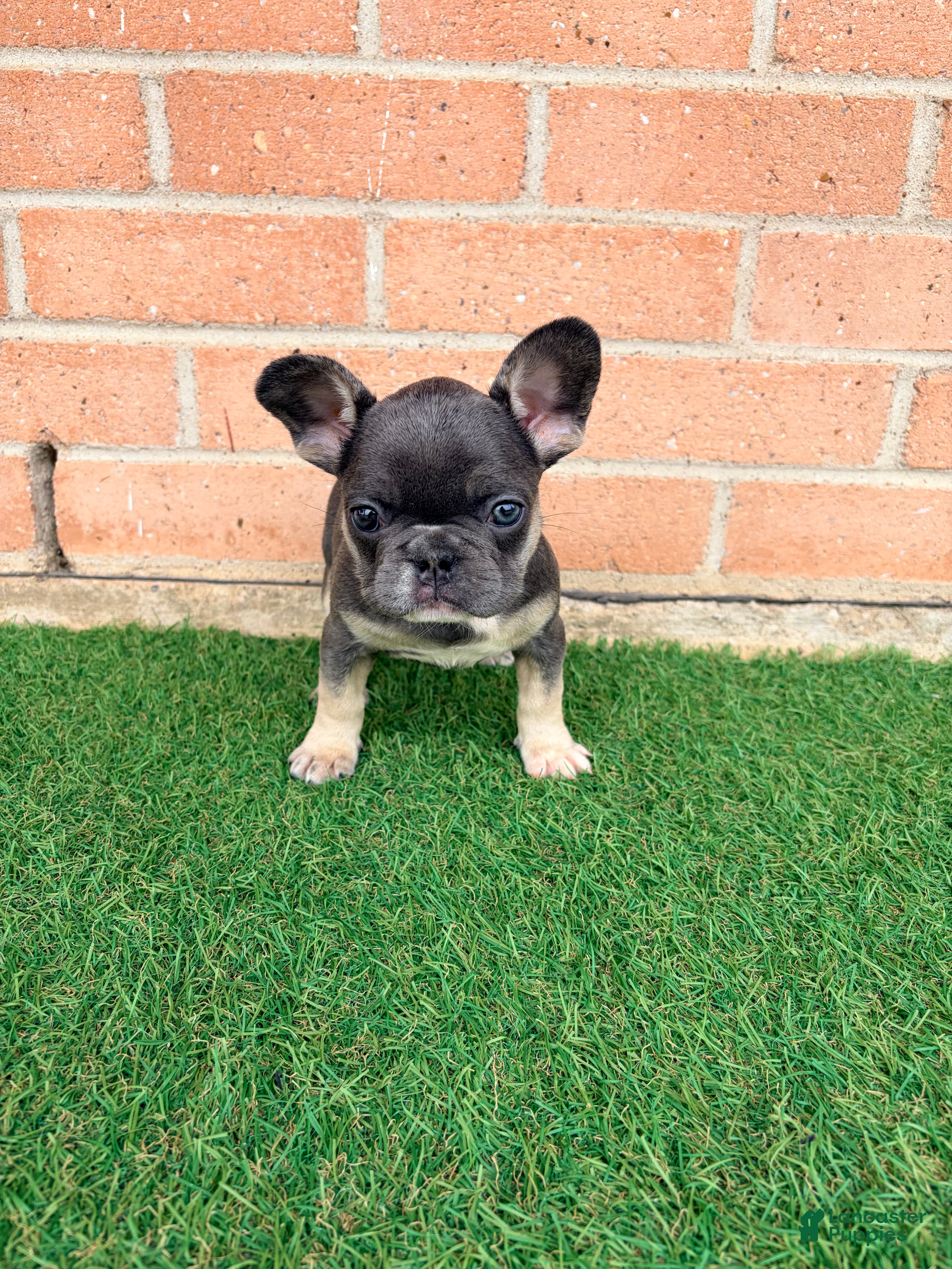 French Bulldog dogs MISSY - Ad 26