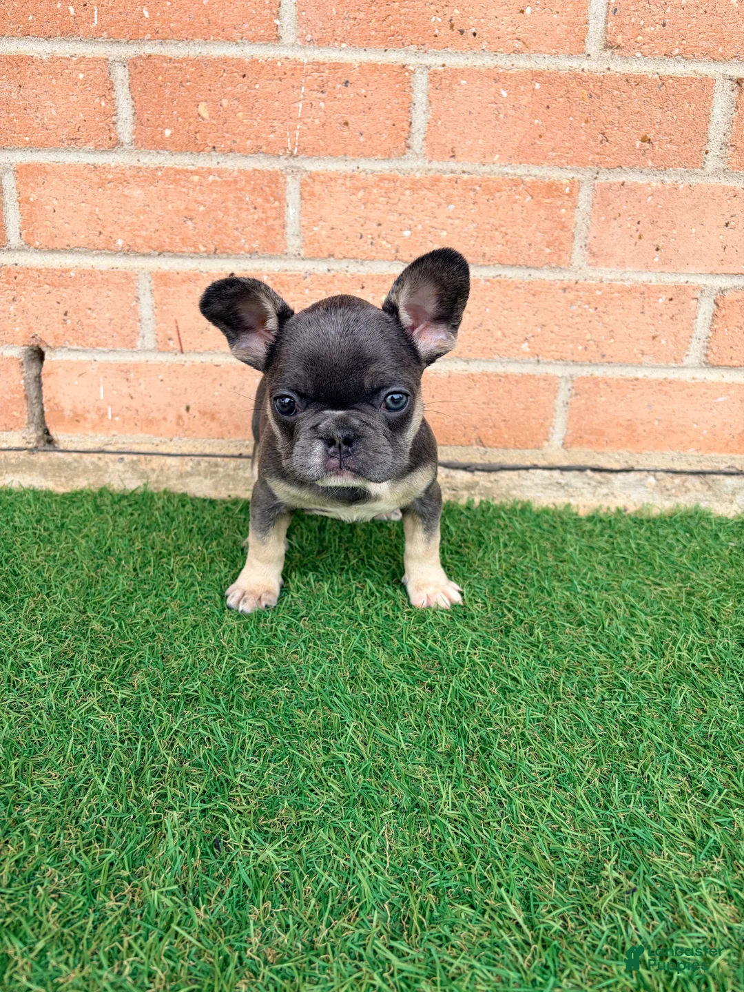 French Bulldog dogs for sale: MISSY - Ad 1