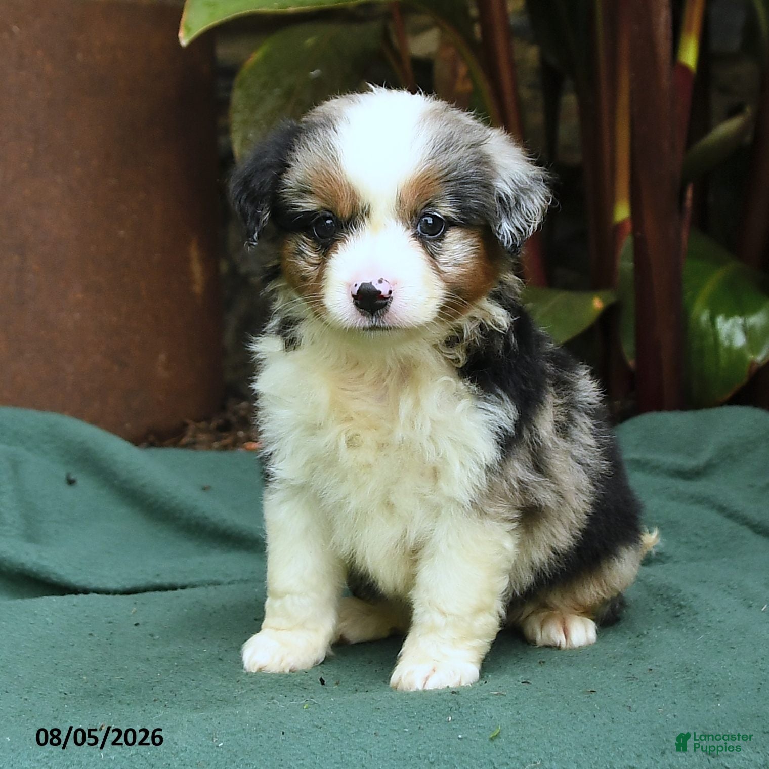 Miniature Australian Shepherd dogs Skye - Ad 2